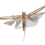 ant2