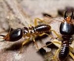 ant3