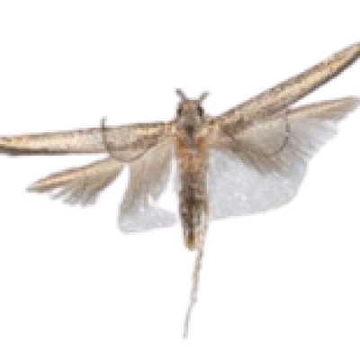 ant2