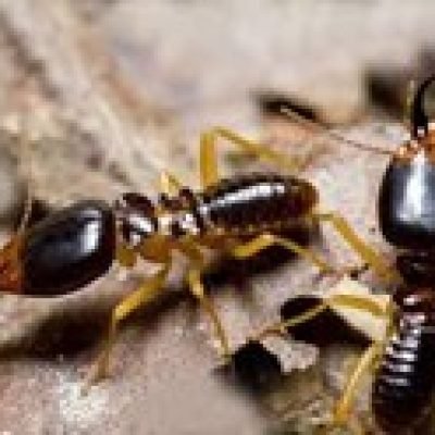 ant3